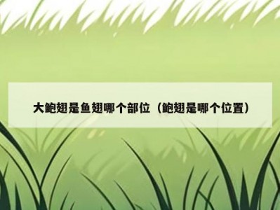 大鲍翅是鱼翅哪个部位（鲍翅是哪个位置）