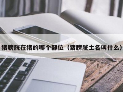 猪膀胱在猪的哪个部位（猪膀胱土名叫什么）